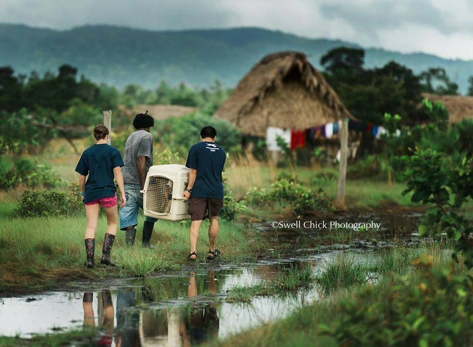 FARVets team members carry a pet carrier through a rural Belize village on the way to a clinic