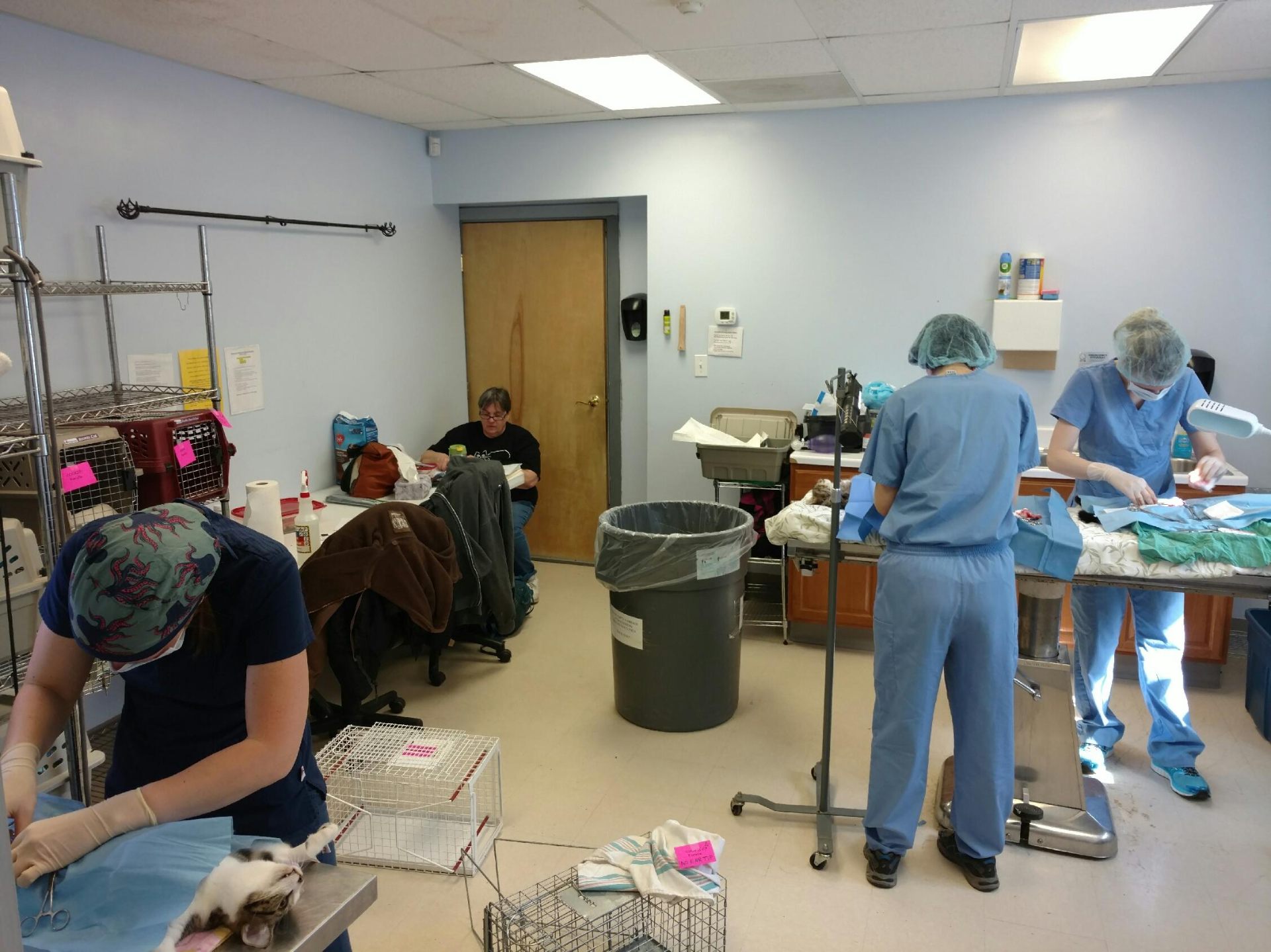 FARVets team running a feral cat spay and neuter clinic in New York State