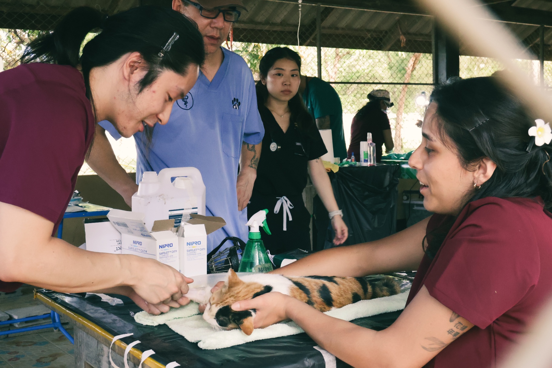 FARVets clinic team preparing a calico cat for surgery at an outdoor sterilization clinic